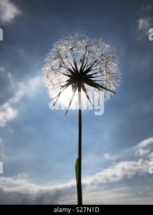Plant seed head backlit by the sun - Goatsbeard, a dandelion-type plant Stock Photo