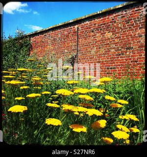 Yellow flowers against old brick wall Stock Photo