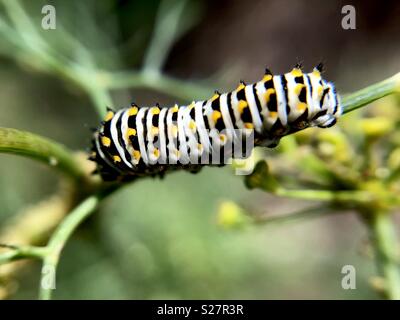 Black swallowtail caterpillar on a dill plant Stock Photo