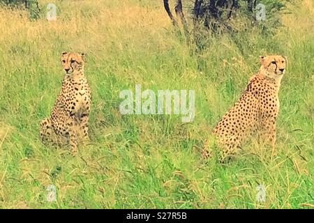 Cheetahs sitting in long grass in the wild at Madikwe game reserve in South Africa Stock Photo