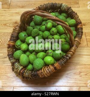 Wicker basket filled with freshly picked walnuts Stock Photo