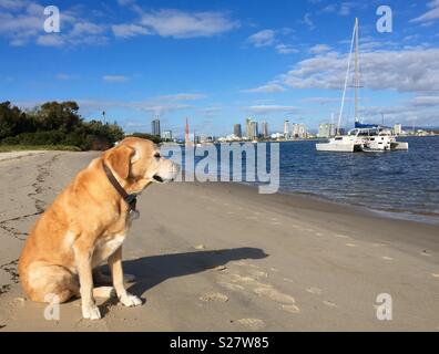 Golden Labrador retriever dog on the beach with boats and high rise buildings in background Stock Photo