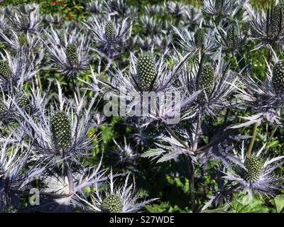 Eryngium Planum, Blue Eryngo, Flat Sea Holly, an Herbaceous perennial thistle, in Oudolf’s Field, a garden designed by Piet Oudolf, Hauser & Wirth, Bruton, Somerset, UK Stock Photo