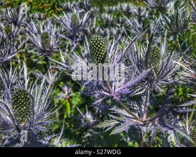 Eryngium Planum, Blue Eryngo, Flat Sea Holly, an Herbaceous perennial thistle, in Oudolf’s Field, a garden designed by Piet Oudolf, Hauser & Wirth, Bruton, Somerset, UK Stock Photo