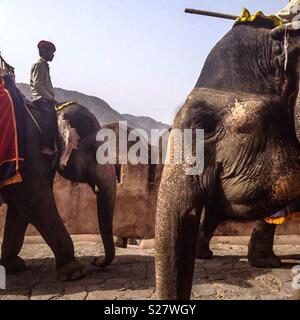 Elephants taking tourists to Amer Fort, Jaipur. Stock Photo