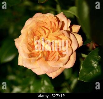 Peach coloured rose Stock Photo