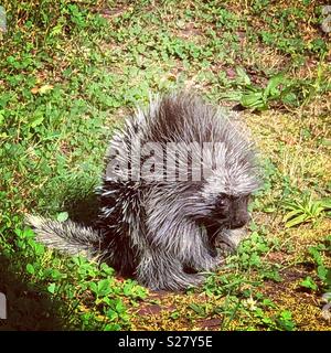 Baby porcupine, Wayne County, Pennsylvania Stock Photo