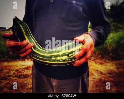Gardener with organically grown marrow, Bawdsey, Suffolk, England. Stock Photo