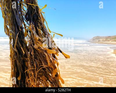 Fresh wet vibrant seaweed hanging over golden sand beach under the California Summer sun Stock Photo