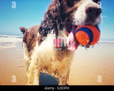 Happy wet dog, all mouth and tongue, retrieves orange and blue ball from the surf on a sunny golden sand California beach under a Summer blue sky Stock Photo