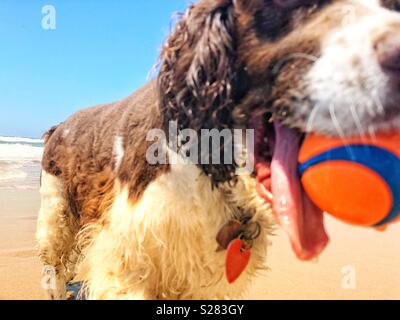 Close up of a wet happy English Springer Spaniel puppy dog with long tongue, retrieving orange and blue ball on a golden sand California beach under a sunny Summer blue sky Stock Photo