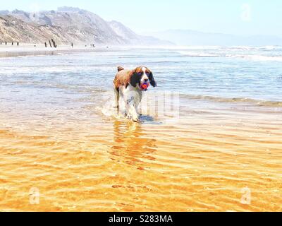 English Springer Spaniel proudly trots back her ball after fetching from the shore break on a golden sand beach under a sunny blue California sky in Summer Stock Photo