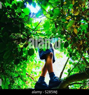 Boy in tree Stock Photo