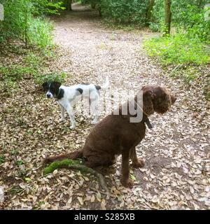Dogs waiting on a path in the woods, Medstead, Hampshire, United Kingdom. Stock Photo