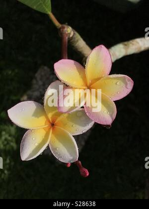 Bunga Kemboja Stock Photo Alamy