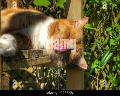 Ginger tom cat resting on a wooden bench licking his nose Stock Photo