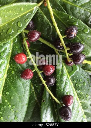 Toxic fruits and leaves of a cherry laurel plant (Prunus laurocerasus) in summer Stock Photo