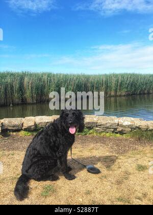 Labradoodle panting, sitting in front of the river and reeds in the marsh Stock Photo