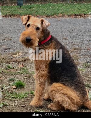 Airedale woth a red xollsitting outside Stock Photo