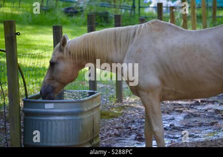 Horse drinking at a trough Stock Photo