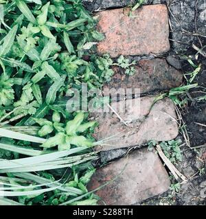 Clay bricks embedded in the soil with plants growing around Stock Photo