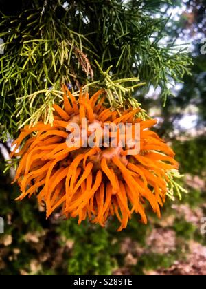 Bizarre looking apple-cedar rust growing on an evergreen in North Carolina. Has an alien or sci-fi appearance. Stock Photo