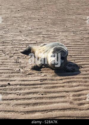 Baby of a common seal rescued by RSPCA Stock Photo