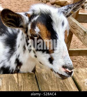 Face of Black white and brown goat kid standing on wooden climbing structure Stock Photo