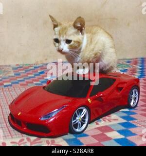 cat toy car