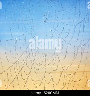 Early morning spiderweb covered in dew. Stock Photo