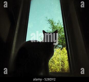 Silhouette of an indoor pet cat sitting on a window ledge with blue sky and trees in the background Stock Photo