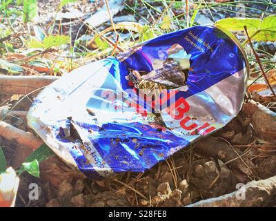 Discarded litter in nature, Red Bull aluminum can. Stock Photo