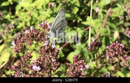 Green Veined White butterfly in a Staffordshire garden Stock Photo