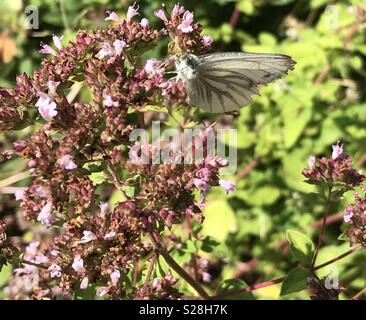 Green Veined White butterfly in a Staffordshire garden Stock Photo