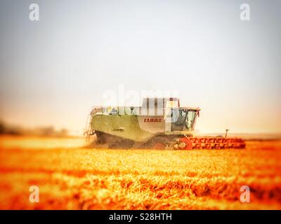 Wheat harvest, Bawdsey, Suffolk, England. Stock Photo