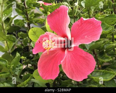 Hibiscus Is Malaysia S National Flower Where It S Locally Known As The Bunga Raya Stock Photo Alamy