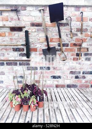 The interior of a greenhouse or potting shed with potted plants on wooden shelves and garden tools hanging neatly on a brick wall Stock Photo