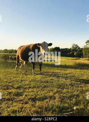 A Nosey Cow Coming to see What I am Doing in Her Field Stock Photo