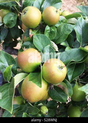 Ripe green apples hanging on an apple tree in an orchard Stock Photo