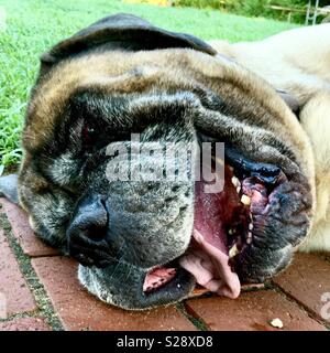 Zeus store english mastiff