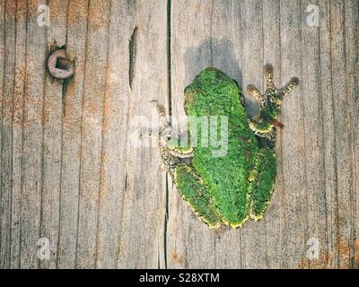 From above (flat lay) view of Gray Treefrog back on wooden board Stock Photo