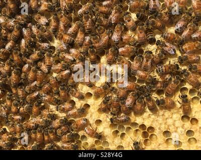 capped brood frame surrey beehive honeycomb england bees honey alamy similar