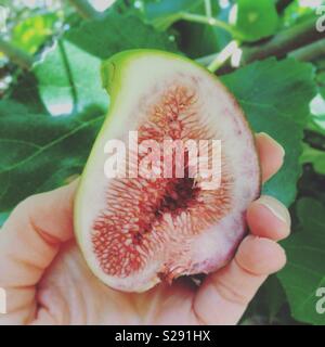 Fresh Juicy Fig Stock Photo