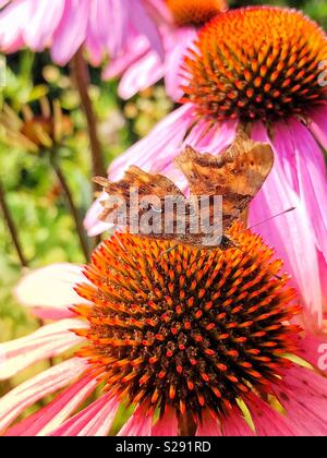 Comma butterfly with closed wings showing the white comma mark, resting on an echinacea, or coneflower Stock Photo