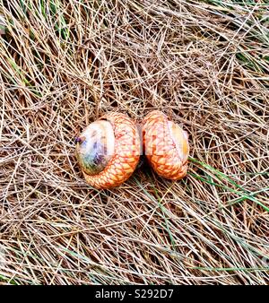 Two acorns on dried grass Stock Photo