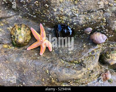 A variety of Seashore life on a Welsh seashore, including limpet, Beadlet anemone,barnacles, topshell, common starfish and periwinkle. Stock Photo