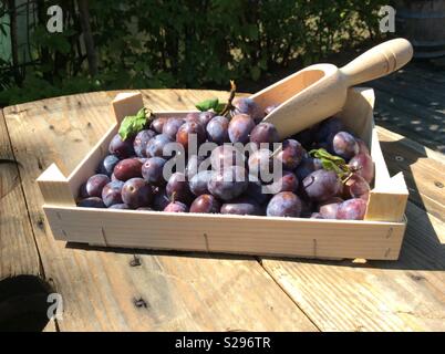 Freshly harvested plums and wooden scoop in wooden fruit crate Stock Photo