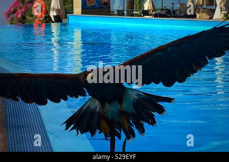 A Harris Hawk flying over my head while sunbathing on the beautiful Island of Madiera. Stock Photo