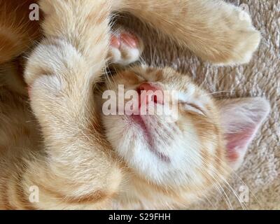 10 week old ginger tabby cat kitten Stock Photo