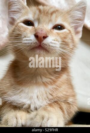 10 week old ginger tabby cat kitten Stock Photo